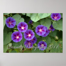 Nature's Glory Poster