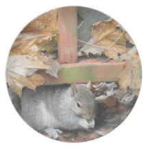Nature's Window Grey Squirrel plate