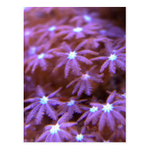 Neptunes Bouquet 2 Post Cards