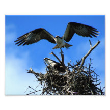 Nesting Pair of Osprey Photo