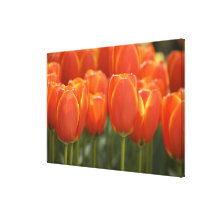 Netherlands aka Holland), Lisse. Keukenhof 2 Stretched Canvas Prints