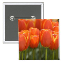 Netherlands aka Holland), Lisse. Keukenhof 7 Pinback Button