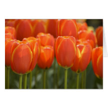 Netherlands aka Holland), Lisse. Keukenhof 7 Greeting Cards
