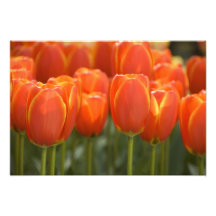 Netherlands aka Holland), Lisse. Keukenhof 7 Photo Art