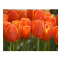 Netherlands aka Holland), Lisse. Keukenhof 7 Post Cards