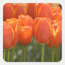 Netherlands aka Holland), Lisse. Keukenhof 7 Square Stickers