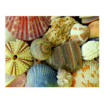New Address Sea Urchin and Seashells Postcard