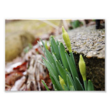 New Beginnings 7x5 Photographic Print