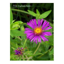 New England Aster Postcard