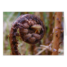 New Fern leaf ~ card