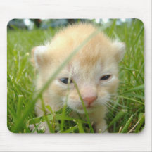 NEW KITTEN MOUSE PADS