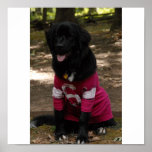 Newfoundland Dog Poster