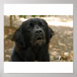 Newfoundland Dog Poster