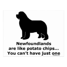 Newfoundlands are like potato chips postcards