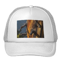 Nice Old Pine Tree Trucker Hat
