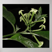 Night Blooming Jasmine Posters