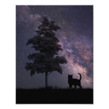 Night Cat Photograph
