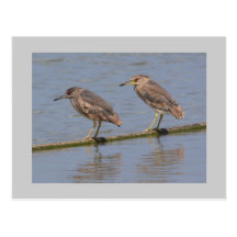 Night Herons Post Cards