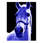 Night Horse Postcard