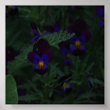 Night Pansies Print