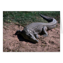 Nile Crocodile Greeting Card