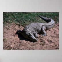 Nile Crocodile Posters