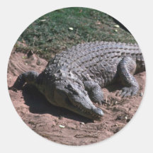 Nile Crocodile Round Stickers