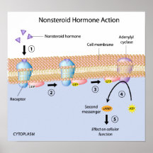 Nonsteroid hormone action Poster