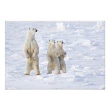 North America, Canada, Manitoba, Churchill. 5 Photo Print