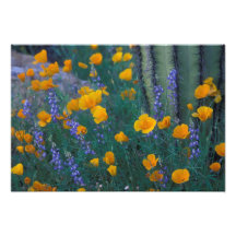 North America, USA, Arizona, Organ Pipe Cactus Photo