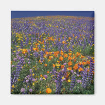 North America, USA, California, Los Angeles 2 Refrigerator Magnets