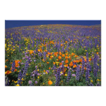 North America, USA, California, Los Angeles 2 Art Photo