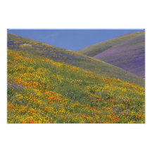 North America, USA, California, Los Angeles Art Photo