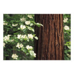 North America, USA, California, Yosemite Photograph