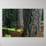 North America, USA, California, Yosemite Posters