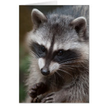 North American Racoon Card