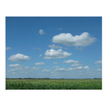North Dakota Corn Field Post Card