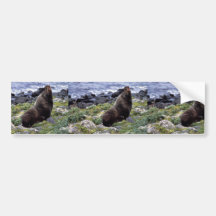 Northern fur seal bumper sticker