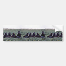 Northern fur seals bumper sticker