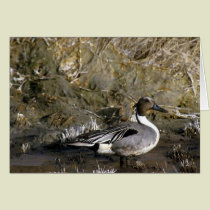 Northern Pintail Duck Lover gifts cards