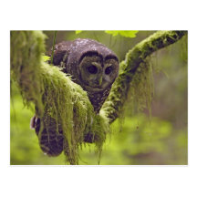 Northern Spotted Owl Strix occidentals Postcard