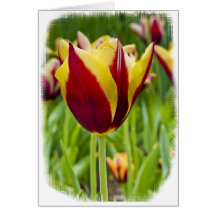 Note Card - Red and Yellow tulips