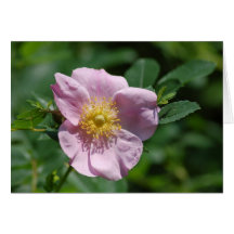 Note Card - Wild Rose
