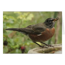 Note Card with American Robin