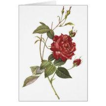 Note card with red rose