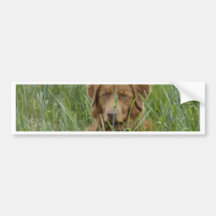 Nova Scotia Duck Tolling Retriever Bumper Stickers
