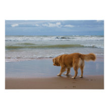 Nova Scotia Duck Tolling Retriever Ocean Cautious Invites