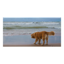 Nova Scotia Duck Tolling Retriever Ocean Cautious Customized Photo Card