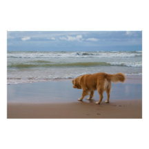 Nova Scotia Duck Tolling Retriever Ocean Cautious Photographic Print