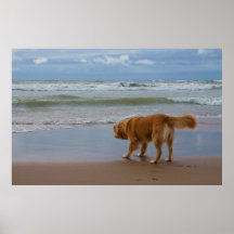 Nova Scotia Duck Tolling Retriever Ocean Cautious Print